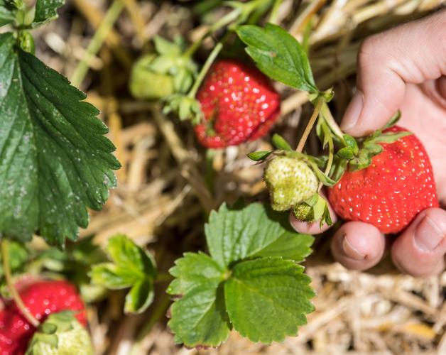 Varietà di fragole