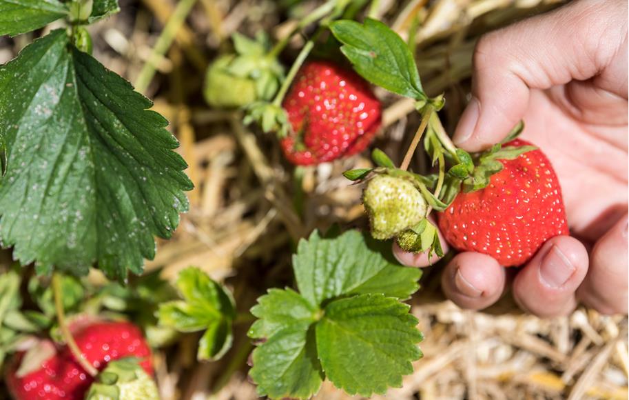 Varietà di fragole