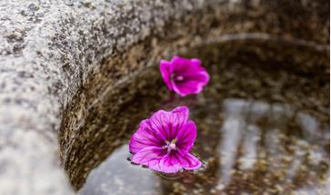 Pozzo con fiori viola