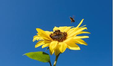 fiore giallo con api