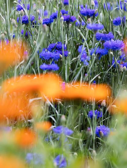 Fiori blu e arancioni